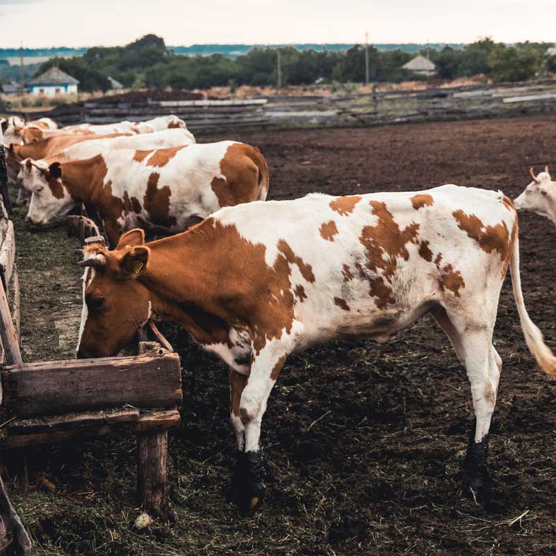 Welche Rinderrasse für gutes Fleisch am besten geeignet ist