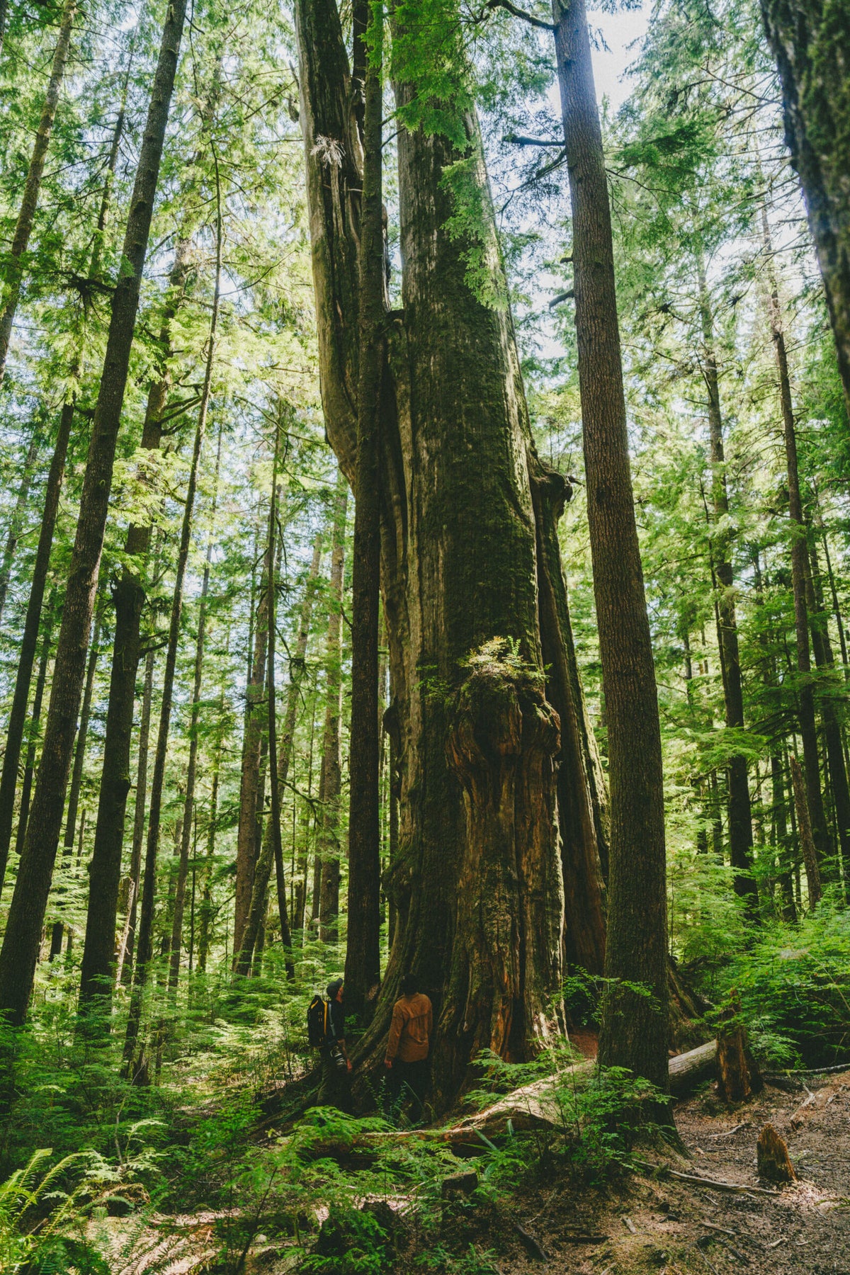 BigTree-Canada-LukasDuernegger-13