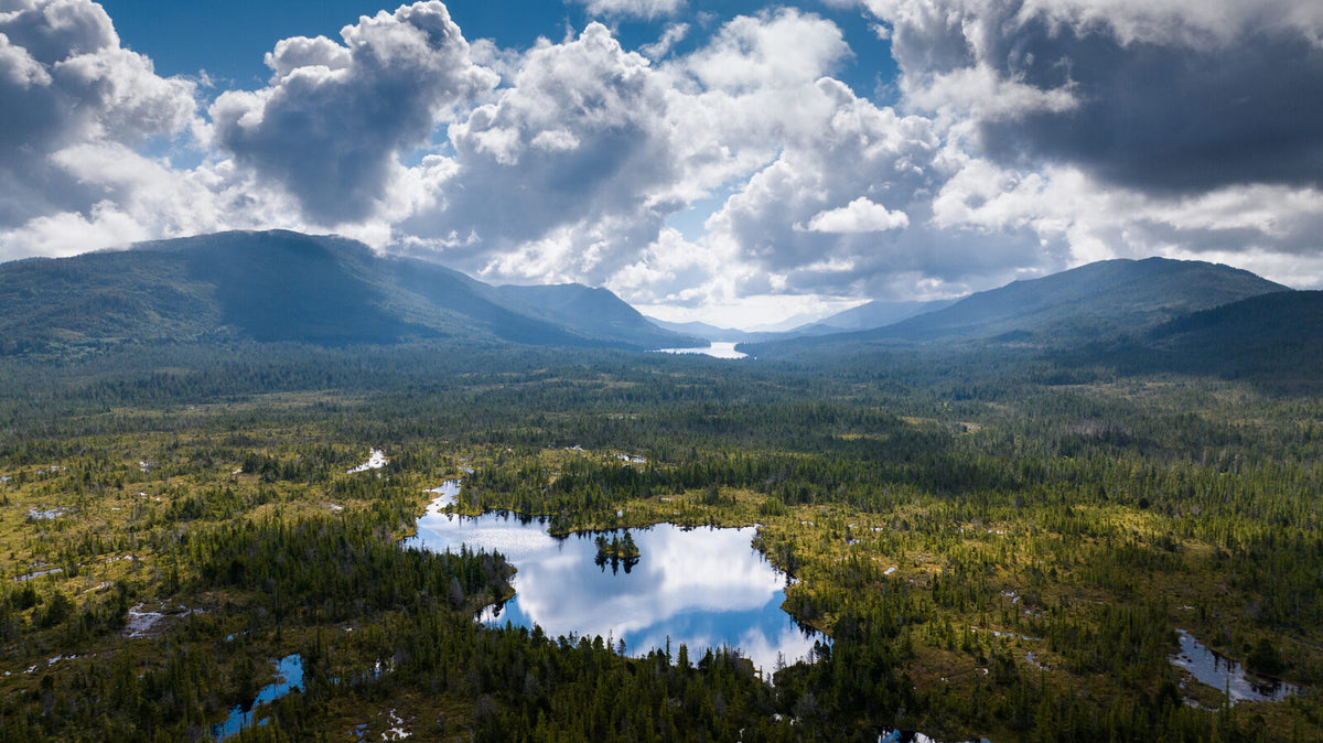 LandscapeDronePhoto-MistyForest-CA-LukasDuernegger8