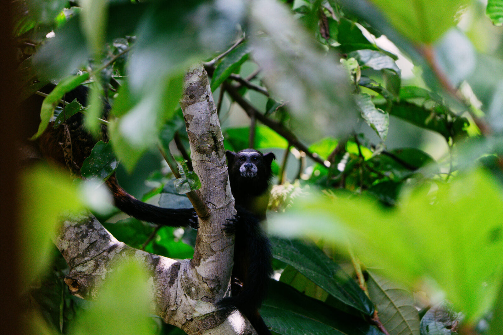 Monkey-SecretForest-Peru-LukasDürnegger-252