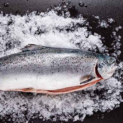 pulled-salmon-sandwich