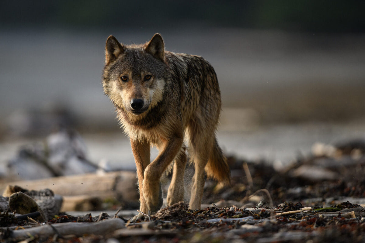 Coastalwolf-PorcherIsland-CA-Fabian Mühlberger