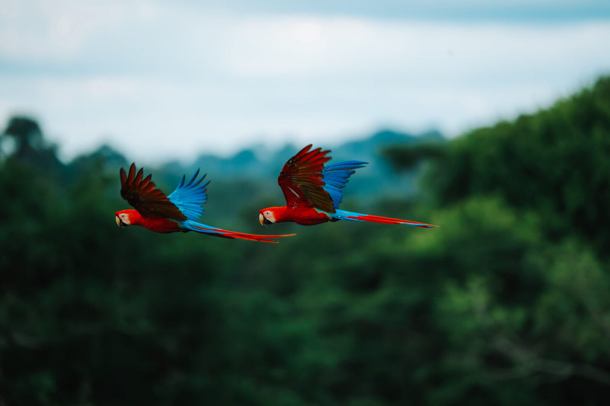 Macaws-SecretForest-Peru-WildernessInternational