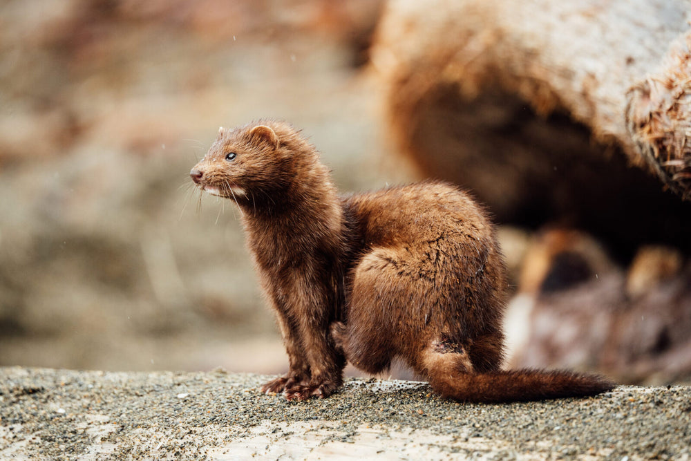 Mink-PorcherIsland-CA-MattisWeber